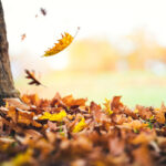 autumn-leaves-falling-from-the-tree