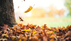 autumn-leaves-falling-from-the-tree