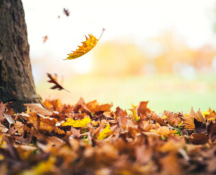 autumn-leaves-falling-from-the-tree
