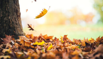 autumn-leaves-falling-from-the-tree