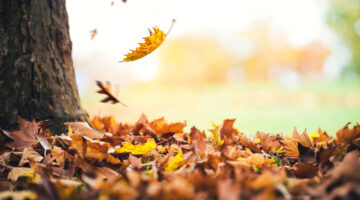 autumn-leaves-falling-from-the-tree