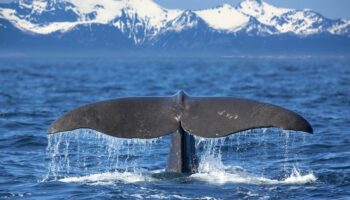 animal-mammal-sea-life-whale-humpback