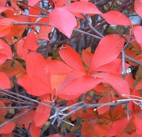 canopy-umbrella-flora-plant-carrot-food-produce-vegetable-ivy-blossom