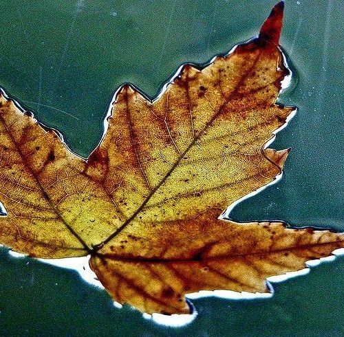 veins-flora-leaf-maple-leaf-plant-oak-tree